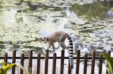 lemur walking