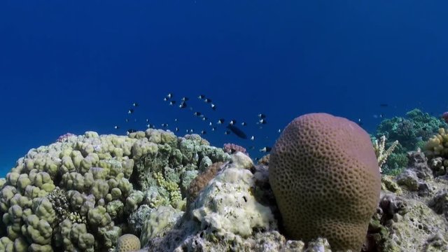 School of fish pomacentridae Bicolor Puller on reef underwater Red sea. Amazing background of Acropora cytherea coral.
