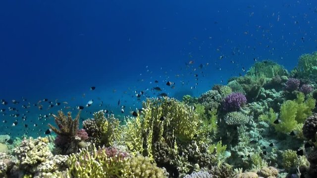 School of fish pomacentridae Bicolor Puller on reef underwater Red sea. Amazing Acropora cytherea coral. Relax video about marine nature on background of beautiful lagoon.