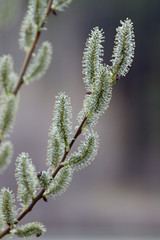 Young branch of a willow close up.