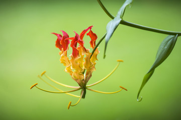 Red and yellow 
