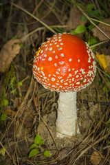 Amanita in the Forest