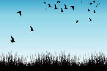 Naklejka premium Pole trawy i sylwetki ptaków latających