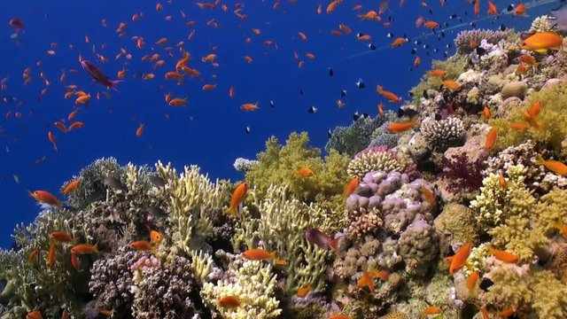 Fish underwater in Red sea. Beautiful background of coral reef. Life of lagoon