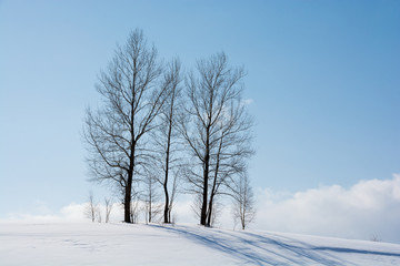 冬の青空と冬木立