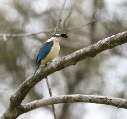 kingfisher eating