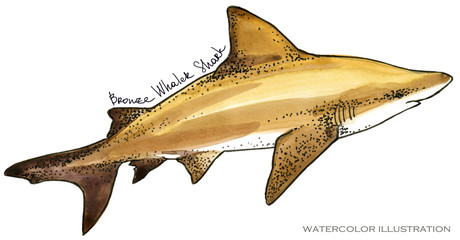 shark. underwater life watercolor illustration. sea animal