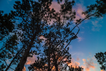 Silhouette sunset on mountain with pin tree