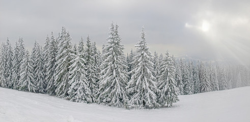 Snow-covered spruce trees on mountain slope in Carpathians