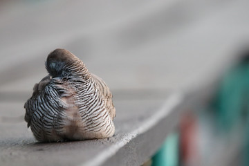Dove small bird loneliness cute bird relaxing on the wood background