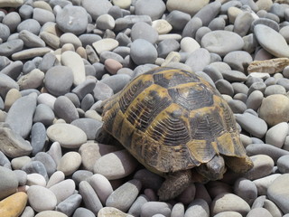Turtle. Pebble beach. The black sea. (The Vast Russia! Sergey, Bryansk.)