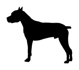 Dog portrait of American Staffordshire pit bull terrier vector silhouette illustration isolated. Dogo Argentino posing.  Beware of dog.