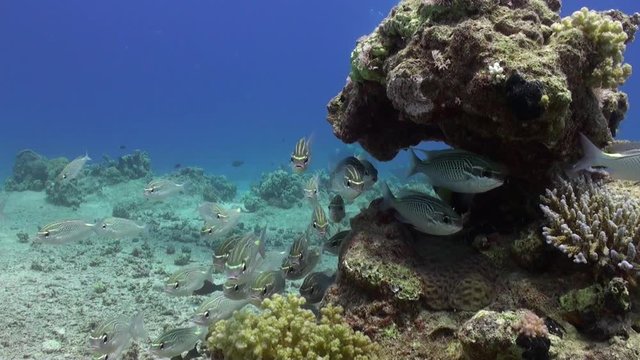Scolopsis ghanam seabreams school of fish in coral relax underwater Red sea. Sweetlips Grunzer striped speckled. Amazing video about marine nature on background of beautiful lagoon.