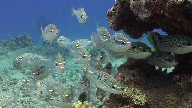 Scolopsis ghanam seabreams school of fish in coral relax underwater Red sea. Sweetlips Grunzer striped speckled. Amazing video about marine nature on background of beautiful lagoon.