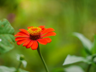 red zinnia flower with yellow pollen on green background