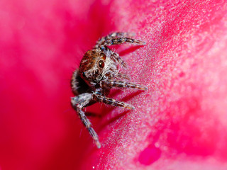 dlose up of spider on pink petal flower