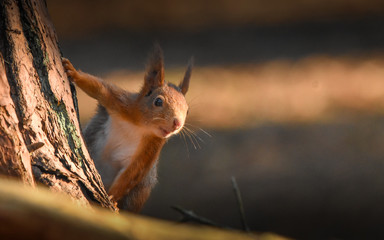 cute red squirrel in the woods