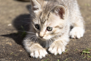 Obraz premium Tabby Kitten Play Outside
