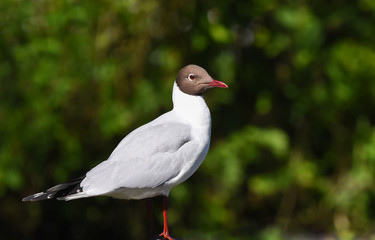 Fototapeta premium Birds of Britain