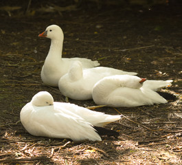 ducks in english countryside