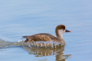 female red-crested pochard (netta rufina) swimming, splashing, grooming