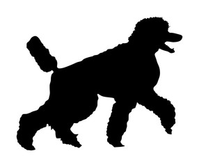 Portrait of Royal Poodle vector silhouette illustration isolated. French black poodle walking. Beware of dog.