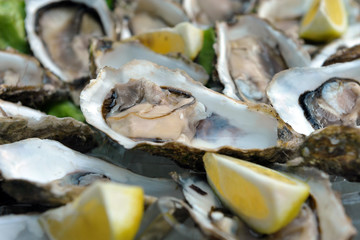 Close up of very fresh oyster -Ostrea. Shell 
