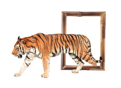 Tiger coming out of a bamboo frame with 3d effect