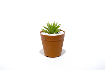Haworthia succulent plants isolated on white background