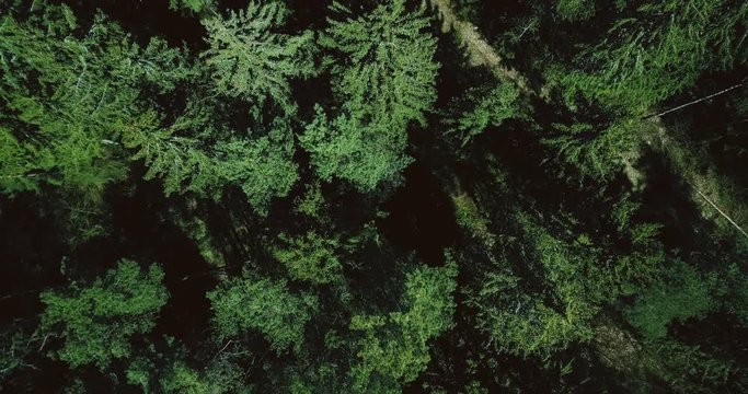 Drone slowly rising up above calm green forest. Aerial 4K vertical top view shot of beautiful evergreen pine treetops.