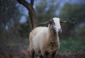 Obraz na płótnie Canvas Sheep before dawn in Olive Grove 