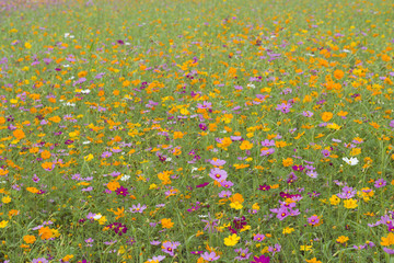 Cosmos flowers blooming in the garden