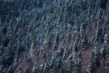 Fantastic winter forest covered with snow