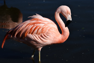 pink flamingo in the sun