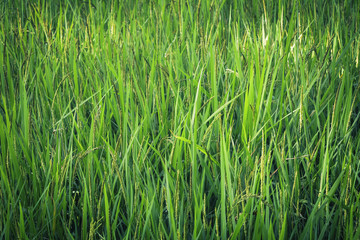 Green Rice Paddy Farm