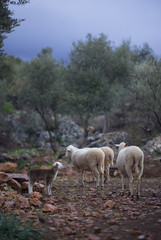 Fototapeta na wymiar Lone ewe with lamb from a sheep flock in Turkey in olive grove landscape.