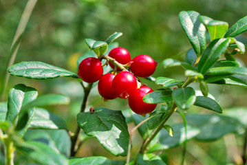 Lingonberry on a background of green leaves on a sunny day. Weekend in the forest in Russia. Berries in the nature of the Russian forest.