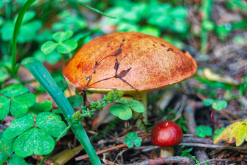 Mushrooms in the Russian forest. Photographed in nature during vacation on a sunny summer day.