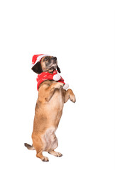 Dog in a christmas hat isolated on white