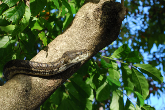carpet python