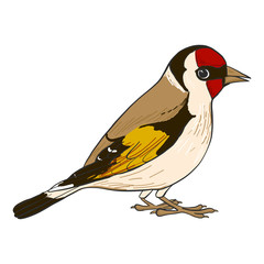 vector drawing goldfinch