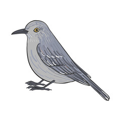 vector drawing mockingbird