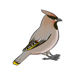 vector drawing waxwing