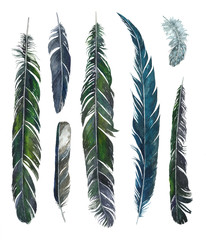 watercolor drawing feathers