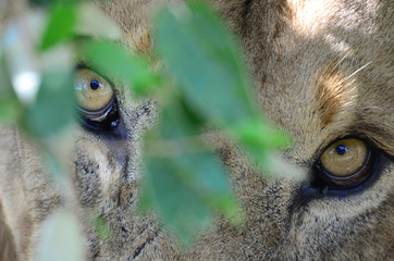 lion eyes