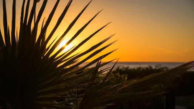 Sonnenaufgang hinter einem palmen blatt im urlaub