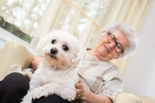 Senior Woman Holding Maltese Dog In Her Lap. Focus On Dog.