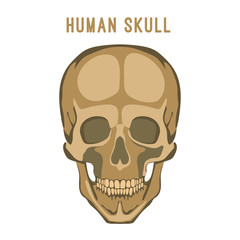 Human skull image