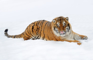 Tiger in snow