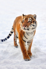 Fototapeta na wymiar Tiger in snow